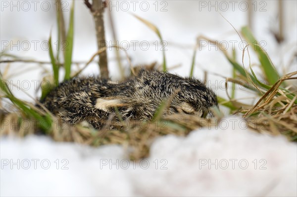 Brown Hare