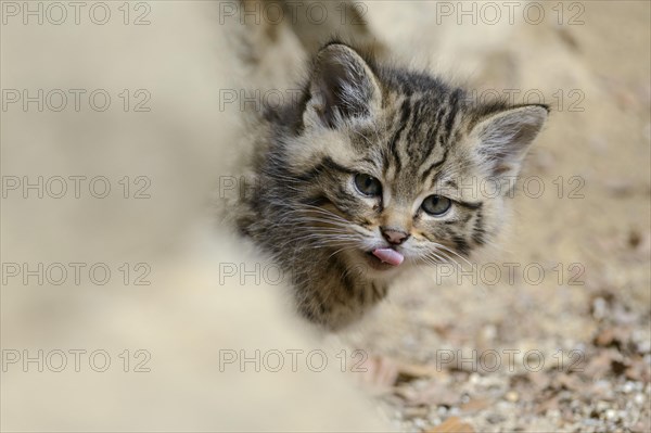European Wildcat