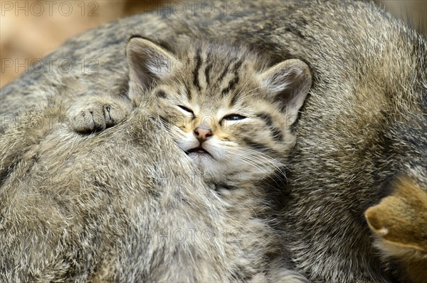 Common Wild Cat