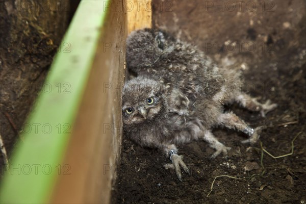 Little owl