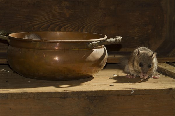 Edible dormouse