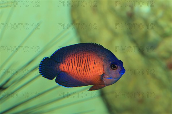 Twospined angelfish