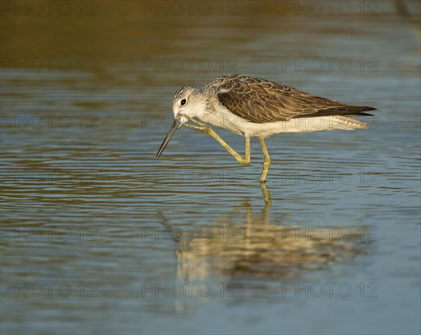 Common Greenshank