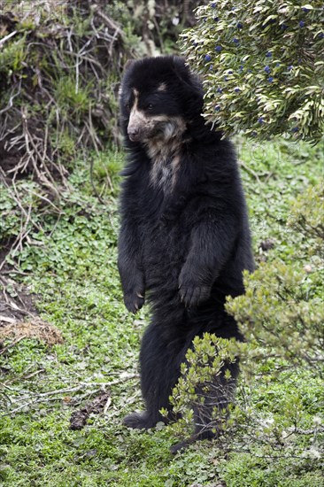 Spectacled Bear