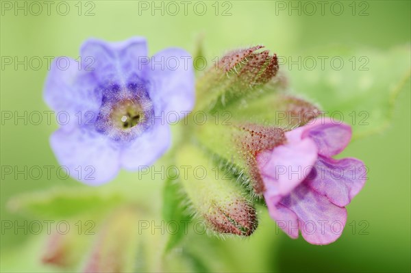 Lungwort