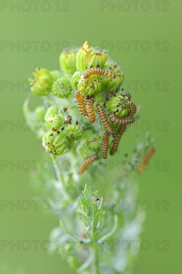 Cinnabar Moth