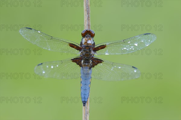 Broad-bodied Chaser