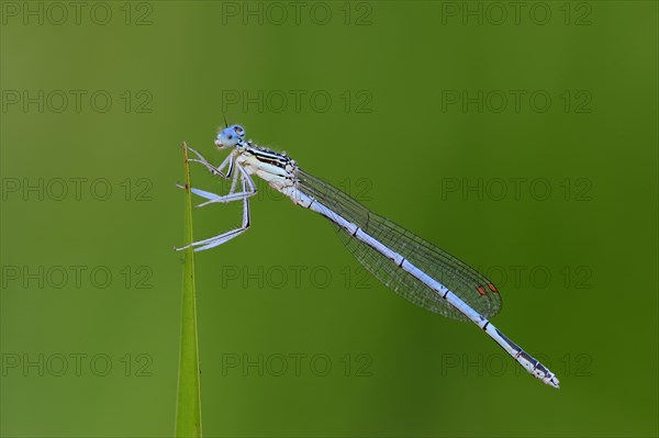 White-legged Damselfly