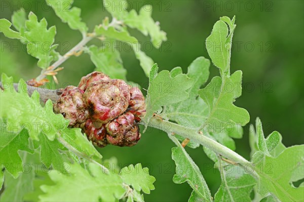 Oak sponge gall wasp