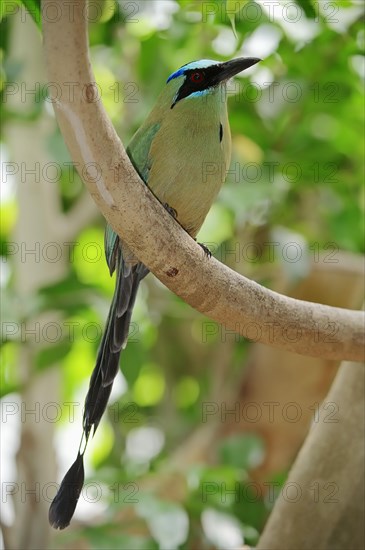 Blue-crowned Motmot