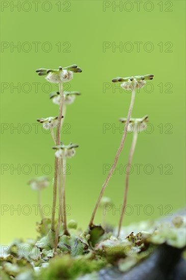 Common Liverwort