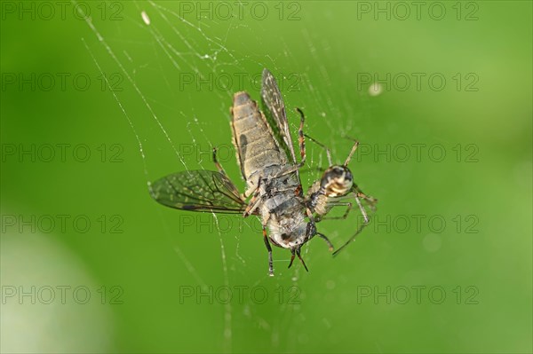 Common Linyphia triangularis