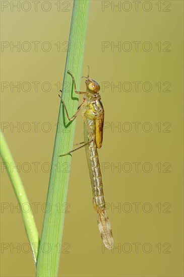 Willow Emerald Damselfly