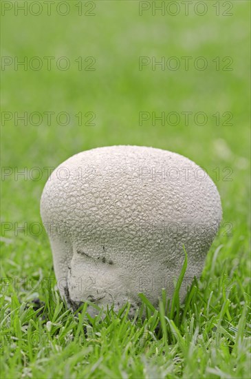 Mosaic Puffball