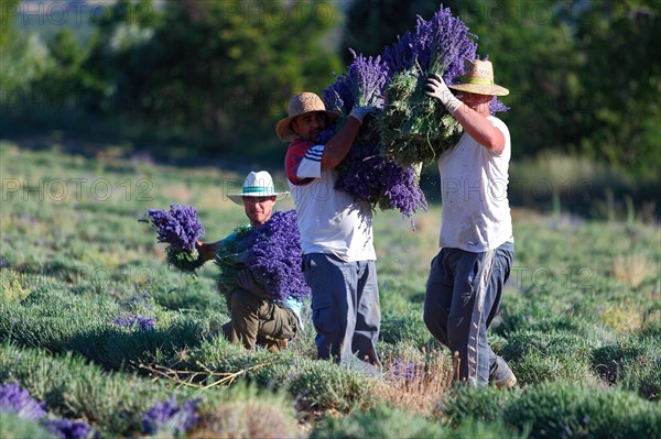 Lavender harvest