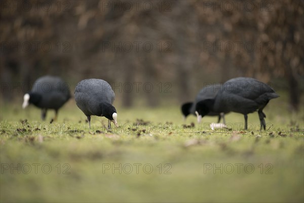 Coots