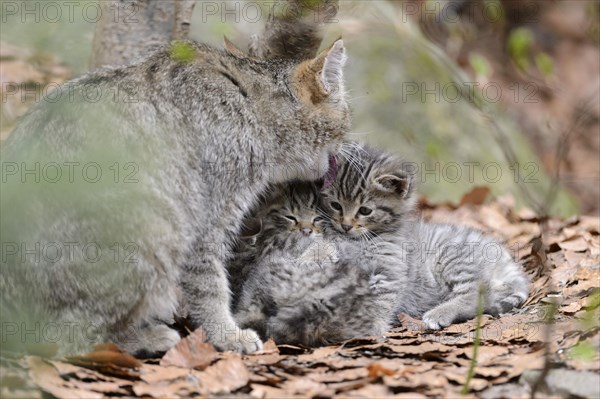 European Wildcat