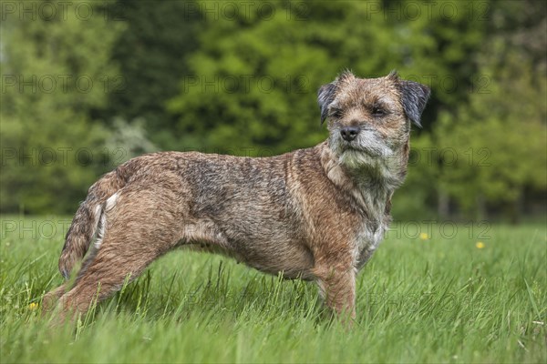 Border terrier