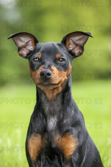 Miniature Pinscher