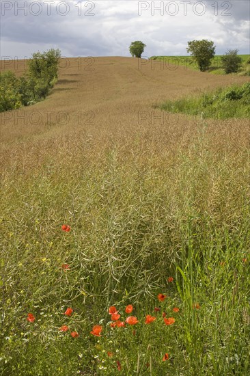 Corn poppy