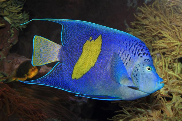 Crescent angelfish