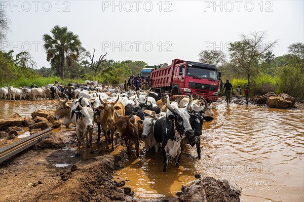 Truck stuck in a waterhole while a herd of cows passing by