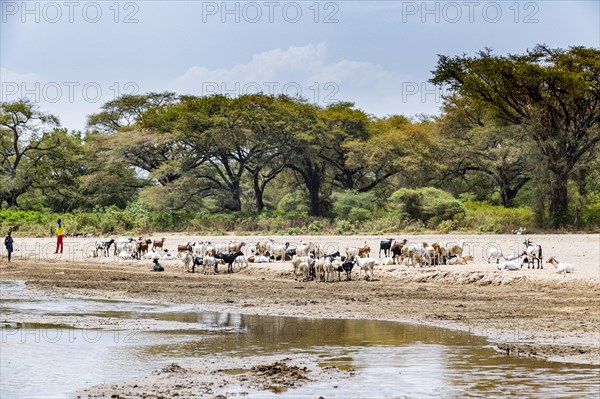 Cows on a river bed