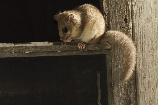 Edible dormouse