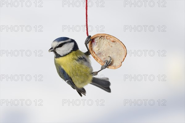 Blue tit