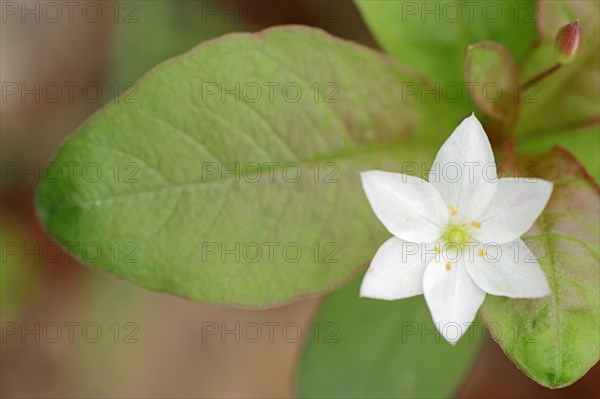 Chickweed Wintergreen