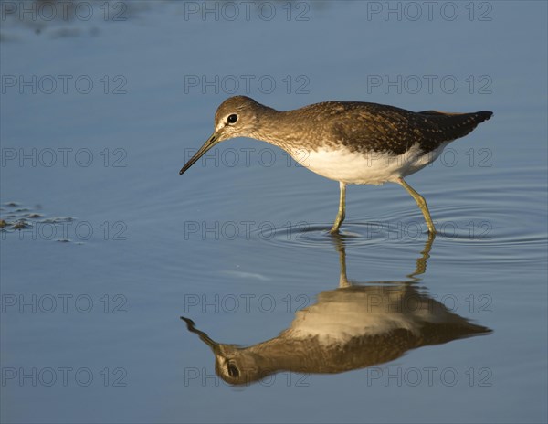 Green Sandpiper