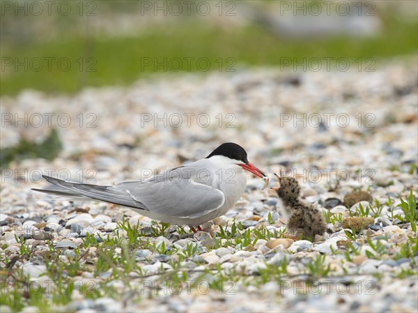 Common tern