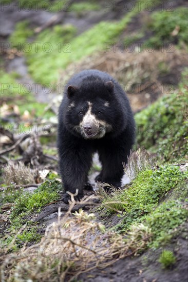 Spectacled Bear