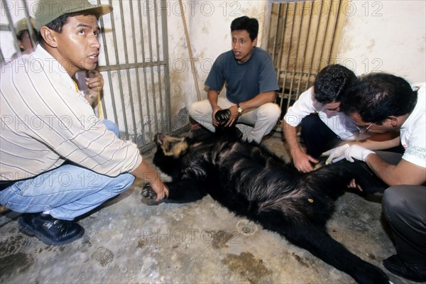 Biologists taking blood samples of Spectacled Bear
