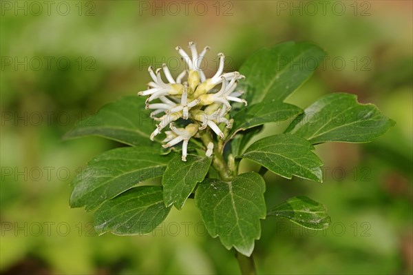 Japanese Spurge