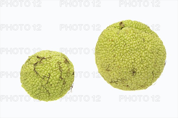 Osage orange