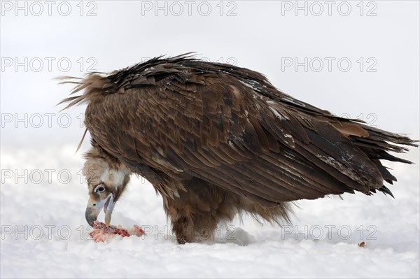 Cinereous vulture