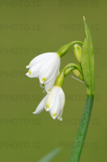 Summer knotflower