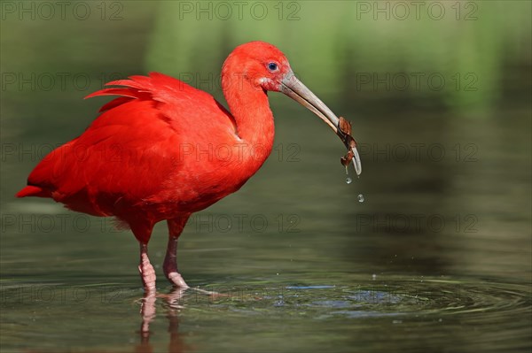 Scarlet Ibis