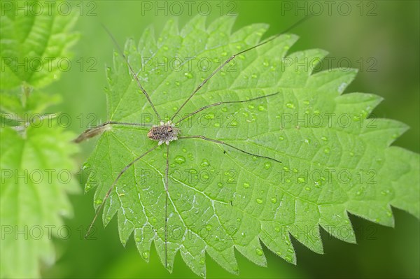 Harvestman