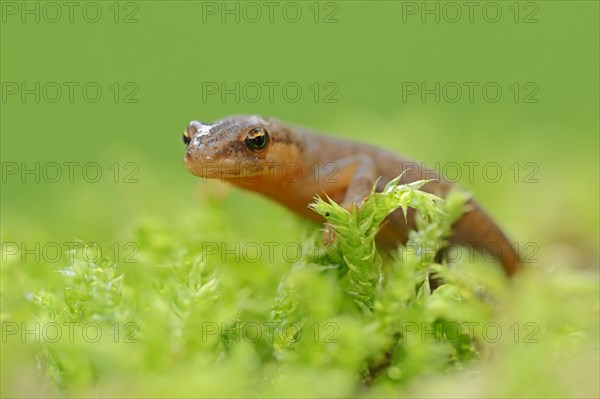 Smooth Newt