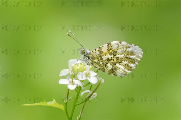 Orange Tip