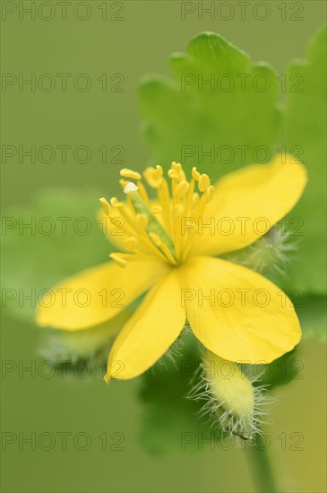 Greater Celandine