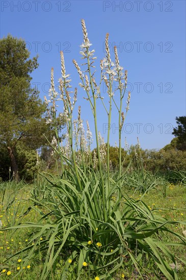 White asphodel