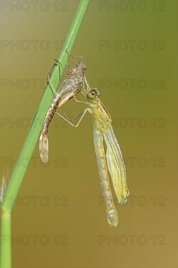 Willow Emerald Damselfly