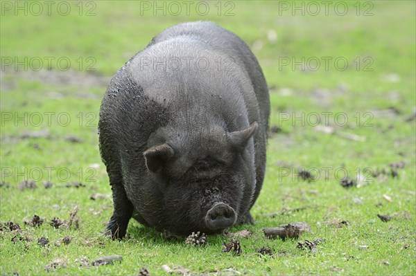 Vietnamese pot belly pig