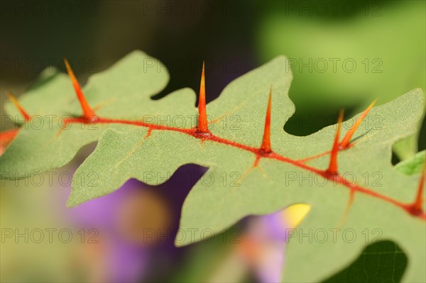 Porcupine Tomato