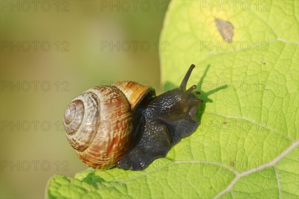 Copse snail