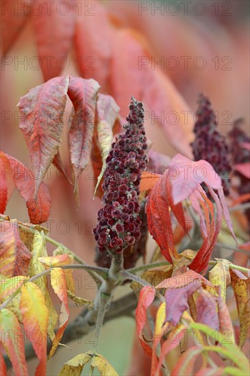 Staghorn Sumac