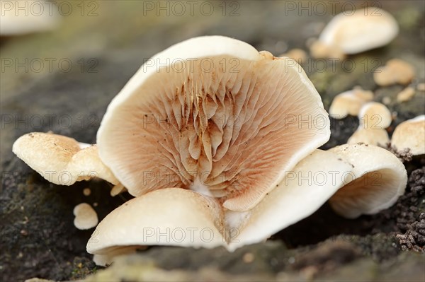 Jelly-fleshed stub-foot